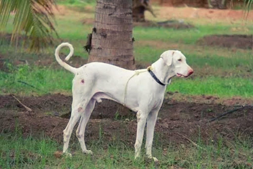 Rajapalayam - Top 6 Types of Dog Breeds in India