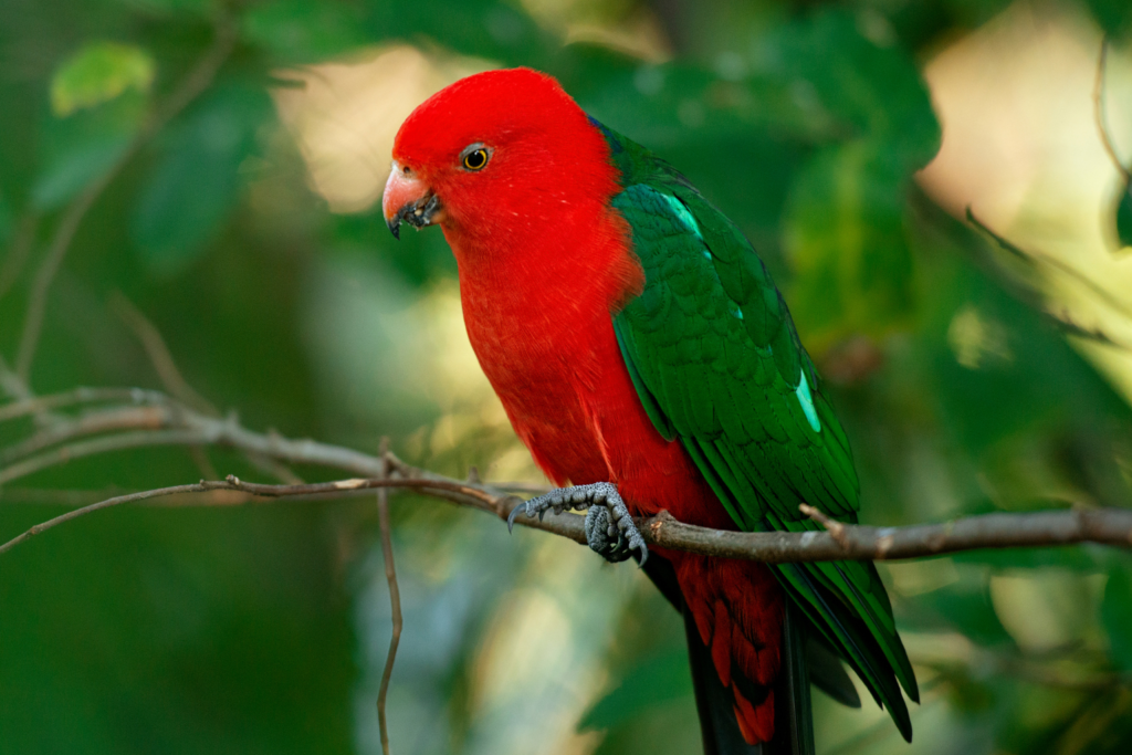 Australian (Green-Winged) King Parrot - 5 Most Exotic Breeds Of A Parrot