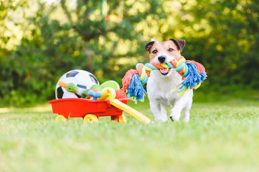 How to pick the best toys for your Pet - Talky Tails
