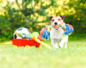 How to pick the best toys for your Pet