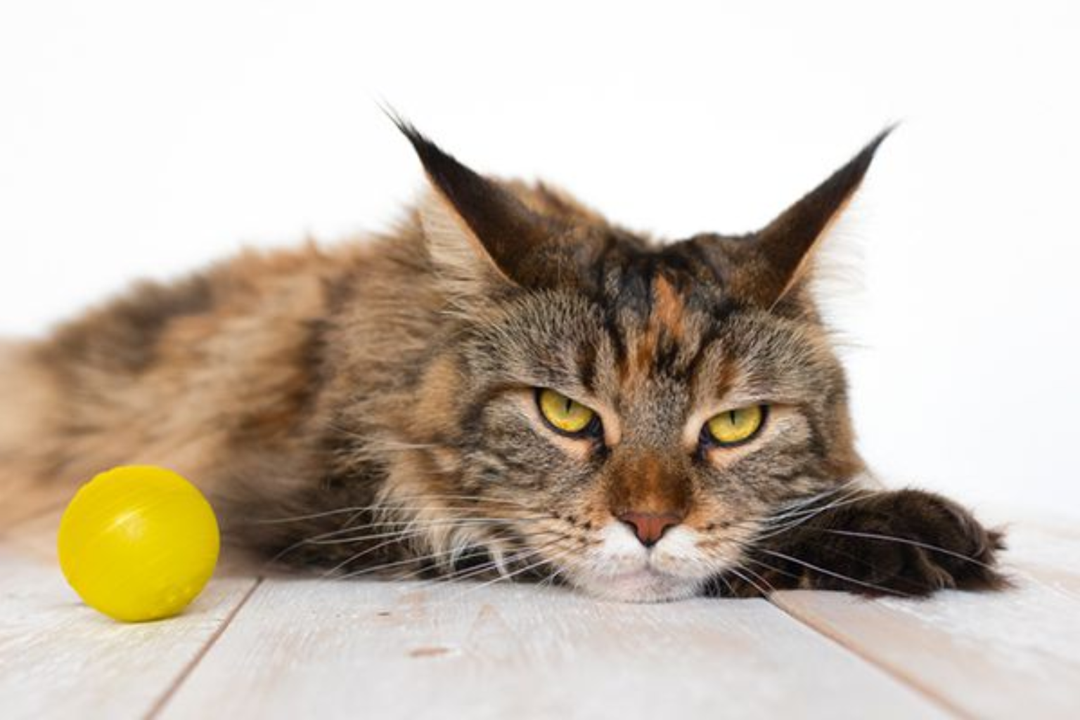 Top 5 common behavior problems in Cats