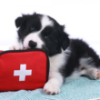What You Need To Know About Your Pet First Aid