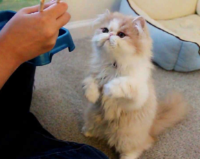 Train your Persian cat: 5 easy tips and tricks