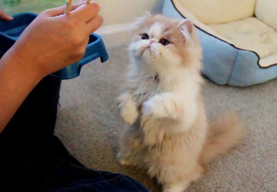Train your Persian cat: 5 easy tips and tricks