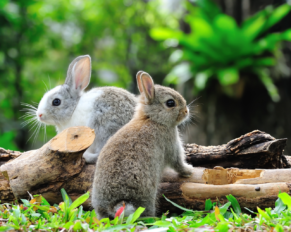 Top 5 myths about Rabbits