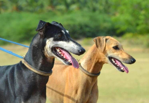 Top 6 Types of Dog Breeds in India