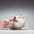 How Can You Stop a Puppy From Biting and Nipping While Playing?