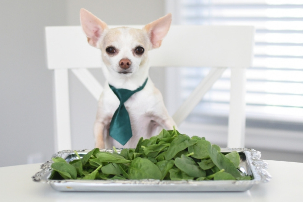 Vegetables Can Dogs And Cats Eat
