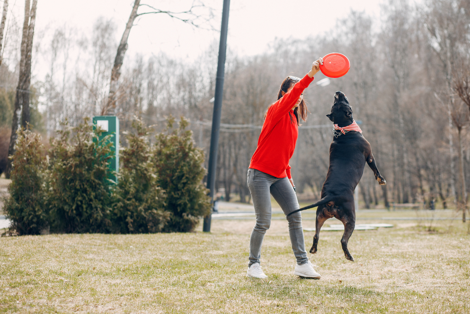 Mistakes That People Make When Training Their Dogs