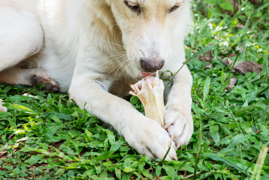 dogs get from chewing