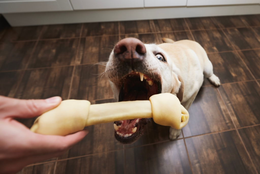 dogs get from chewing