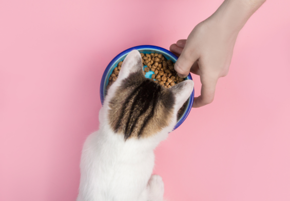dry cat food