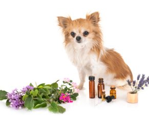 Aromatherapy for Dogs