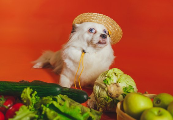 Vegetables Can Dogs And Cats Eat