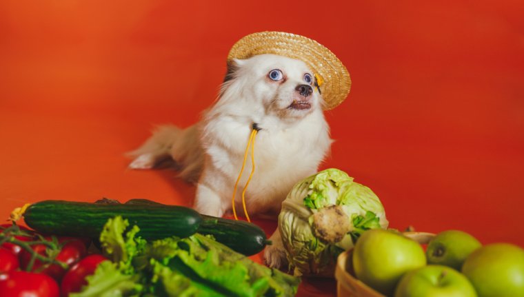 Vegetables Can Dogs And Cats Eat