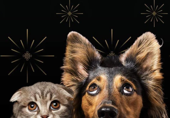 Keep Your Pets Calm During Fireworks