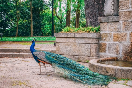 Peacocks Legal to Own in India