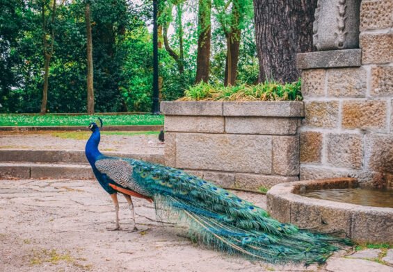 Peacocks Legal to Own in India
